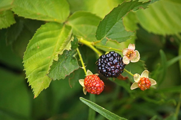 Chester Blackberry plants-BUY 4 GET 1 Free-Non GMO-Free Shipping