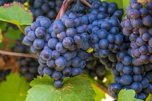 Viviant Blue Seedless Grape Vine - 1 Bare Root Live Plant