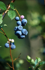 Bluejay Northern Highbush Blueberry -  Large Quart Size Plants- BUY 4 SETS AND GET 1 FREE!
