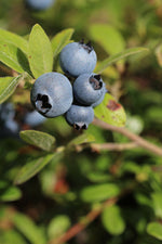 Spartan Northern Highbush Blueberry Plant -3 Year Old - BUY 4 SETS AND GET 1 FREE!