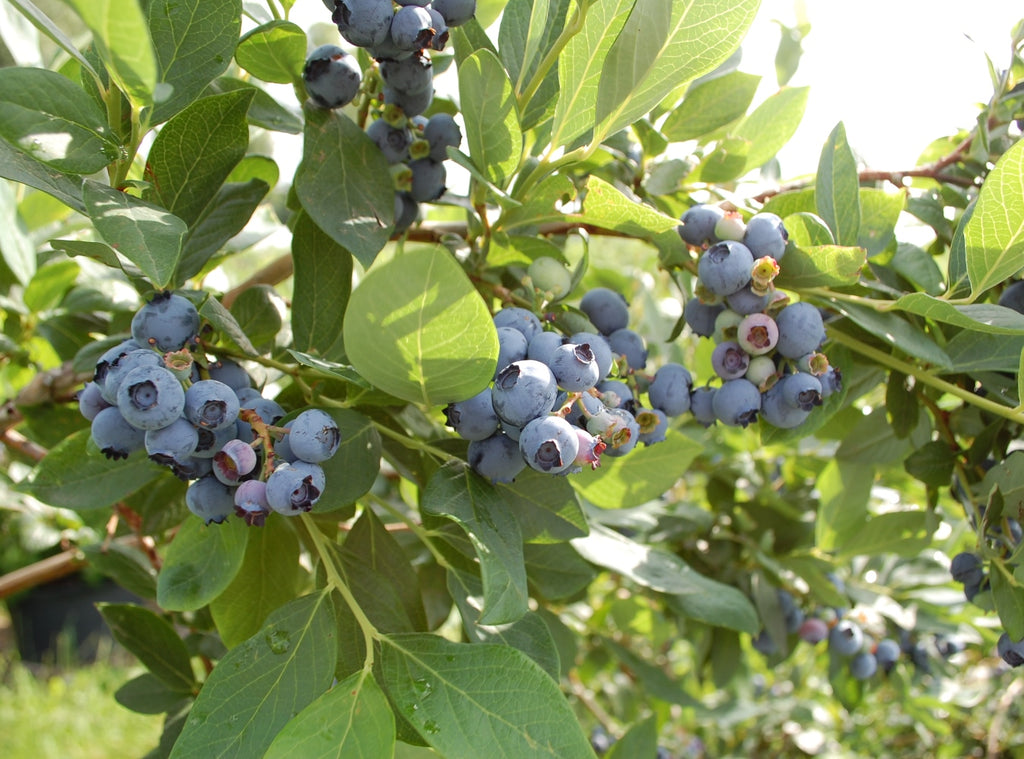Jersey Blueberry Bush High jersey-blueberry-bush-high