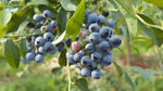 Bluecrop Northern Highbush Blueberry - Large Quart Size Plants - BUY 4 SETS AND GET 1 FREE!
