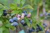 Nelson Northern Highbush Blueberry - 3 Year Old - BUY 4 SETS AND GET 1 FREE!