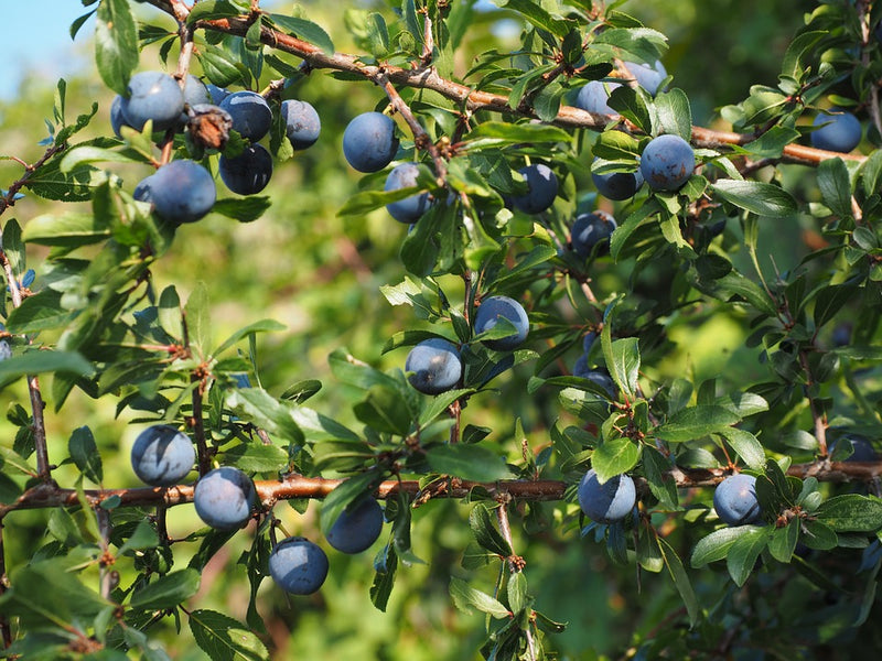 Blueray Highbush Blueberry - 2 Year Old - QUART SIZED PLANTS