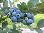 Bluetta Northern Highbush Blueberry - 2 Year Old - Quart Sized Plants