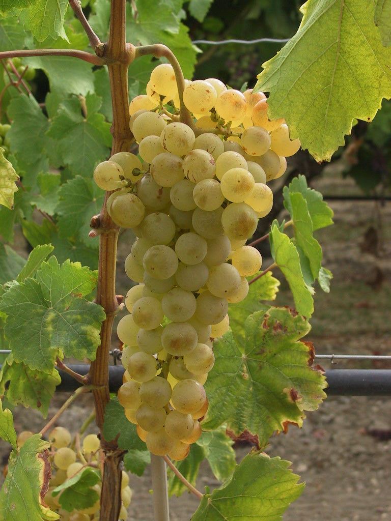 Brianna Grape Vine - 1 Bare Root Live Plant