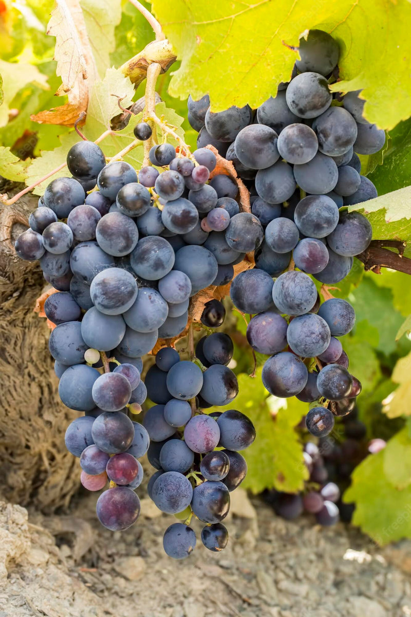 Cabernet Volos Grape Vine - 1 Bare Root Live Plant