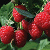 Caroline Raspberry Plant