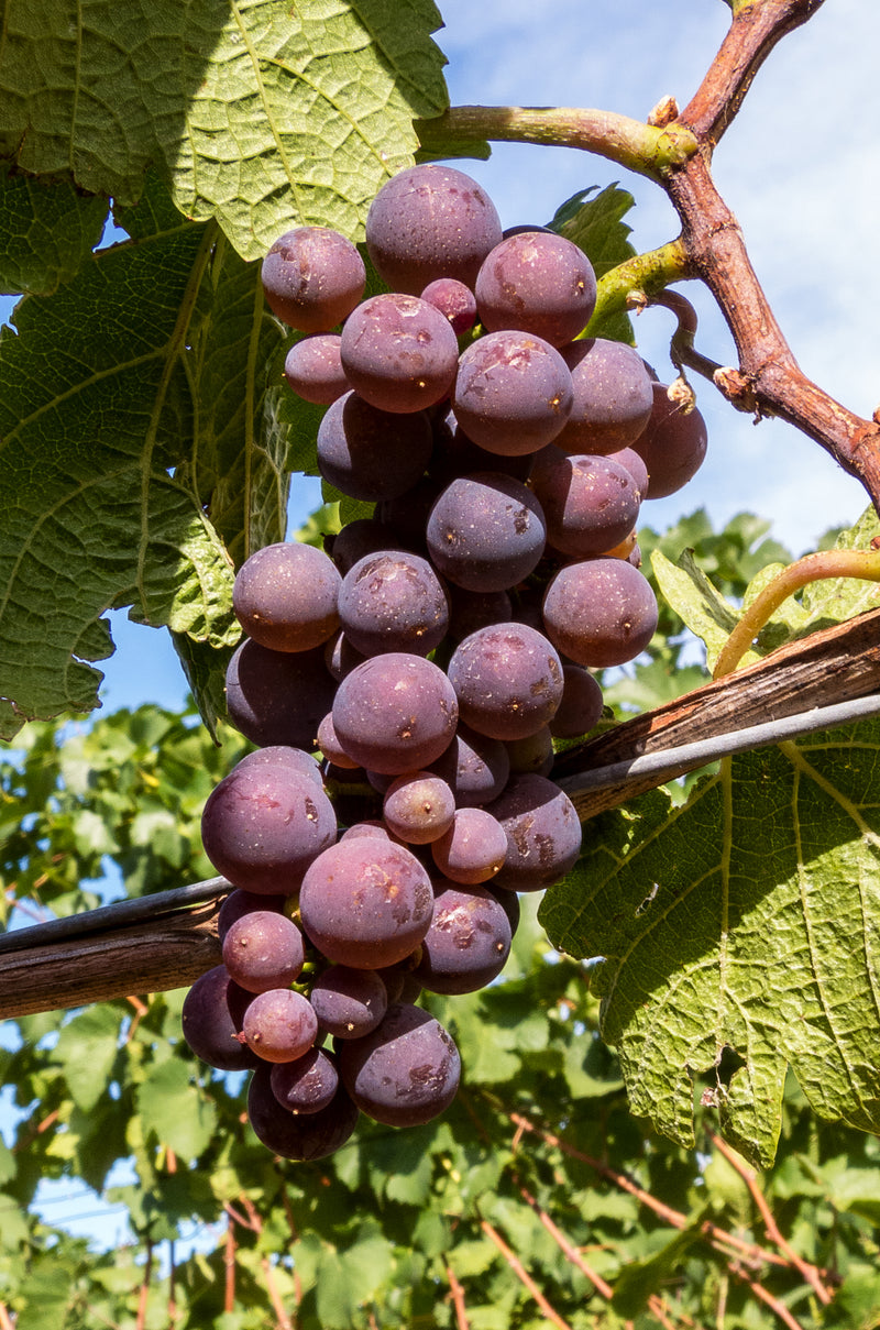 Catawba Grape Vine - 1 Bare Root Live Plant