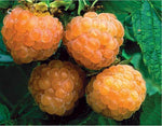 Double Golden Raspbery Plant