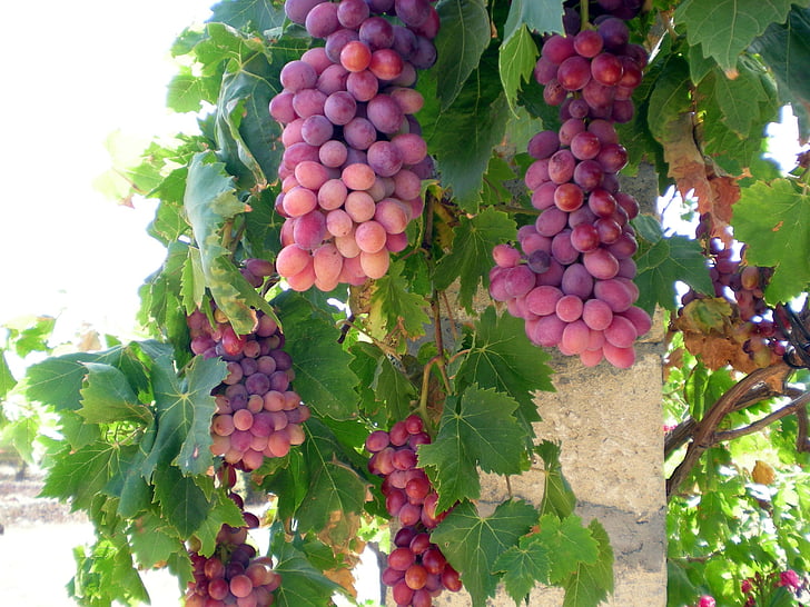 Dazzle Grape Vine - 1 Bare Root Live Plant