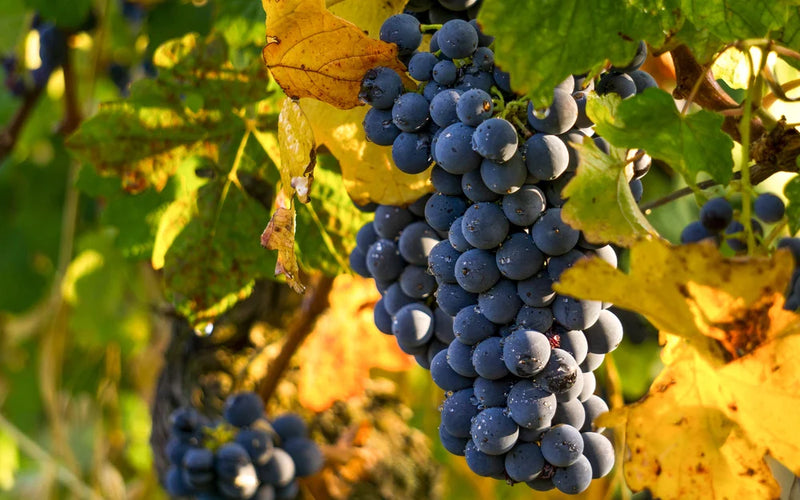 Everest Grape Vine - 1 Bare Root Live Plant