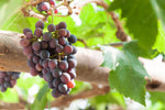 Fredonia Grape Vine - 1 Plant, 1-Gallon Potted