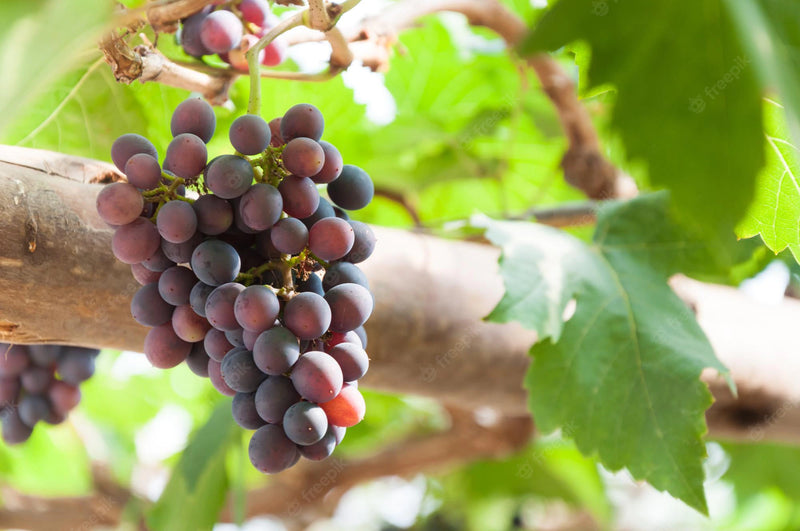 Fredonia Grape Vine - 1 Plant, 1-Gallon Potted