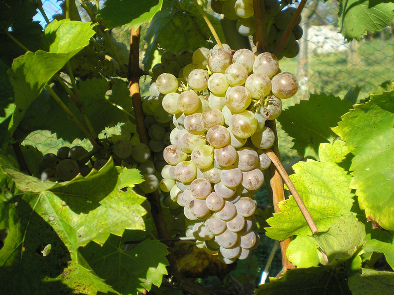 Frontenac Blanc Grape Vine - 1 Bare Root Live Plant
