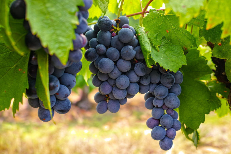 Frontenac Grape Vine - 1 Bare Root Live Plant