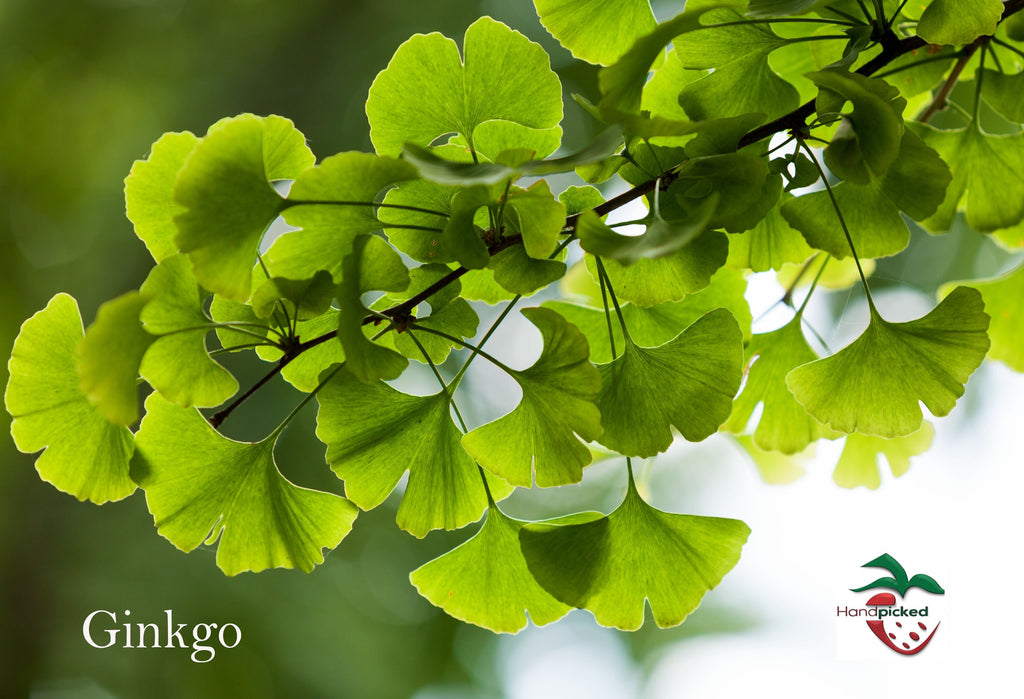 Ginko Tree - Whistle Hill Nursery