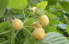 Golden_Raspberries_Plant