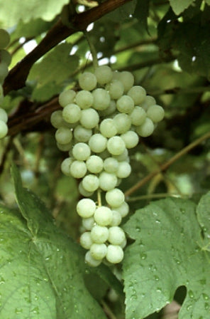 Himrod Seedless Grape Vine - 1 Bare Root Live Plant