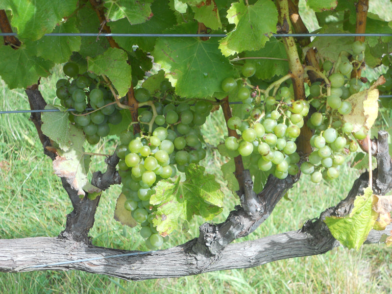Indulgence Grape Vine - 1 Bare Root Live Plant ***PREORDER ship in April