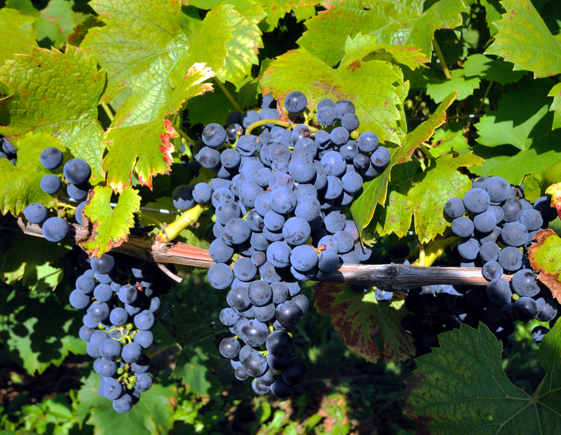 Maréchal Foch Grape Vine - 1 Bare Root Live Plant ***PREORDER ship in April