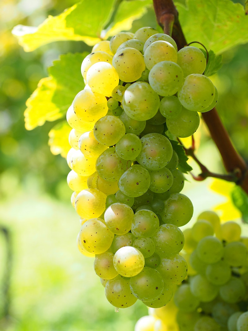 Niagara Grape Vine - 1 Bare Root Live Plant