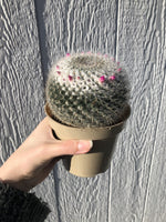 Old Lady Cactus - Mammillaria hahniana - 4" Potted