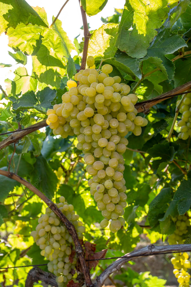 Osceola Muscat Grape Vine - 1 Bare Root Live Plant ***PREORDER ship in April