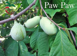 Pawpaw Tree