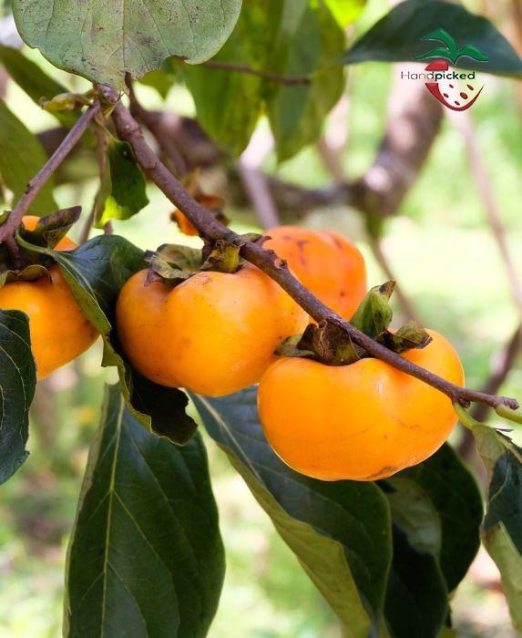 Persimmon Tree