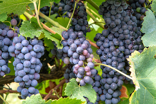 Petit Verdot Grape Vine - 1 Bare Root Live Plant