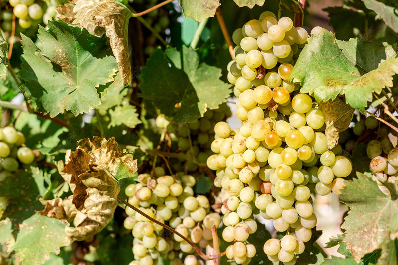 Pinot Blanc Grape Vine - 1 Bare Root Live Plant