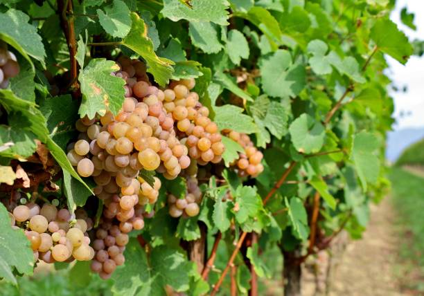 Pinot Gris Grape Vine - 1 Bare Root Live Plant