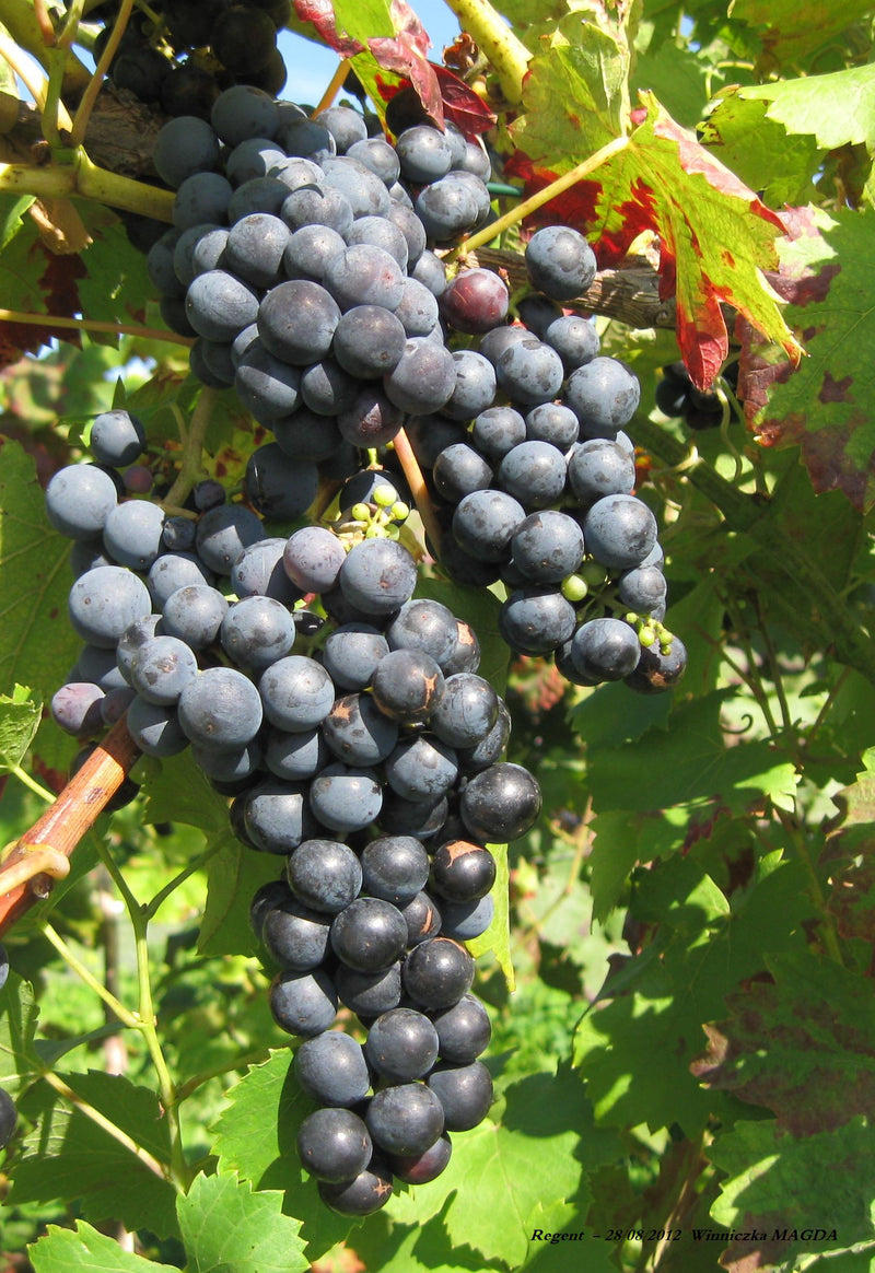 Regent Grape Vine - 1 Bare Root Live Plant