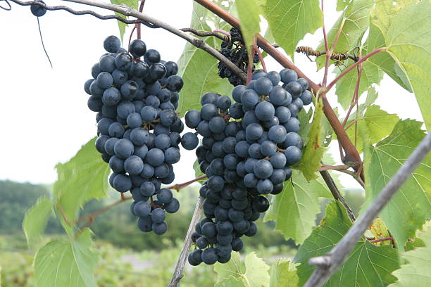 Sabrevois Grape Vine - 1 Bare Root Live Plant ***PREORDER ship in April