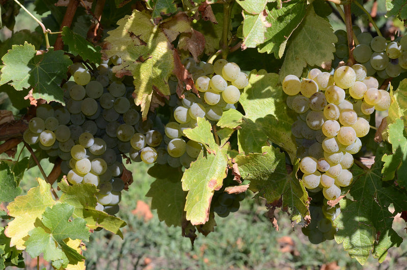 Sauvignon Blanc Grape Vine - 1 Bare Root Live Plant