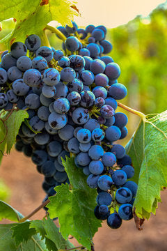 Schuyler Grape Vine - 1 Bare Root Live Plant