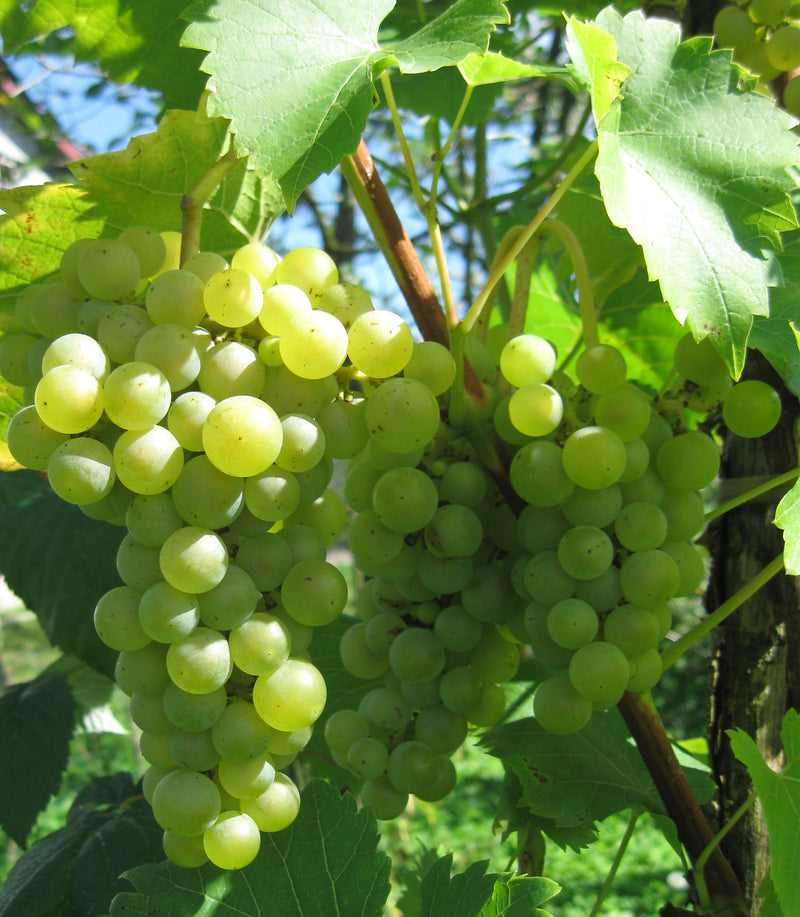 Seyval Blanc Grape Vine - 1 Bare Root Live Plant
