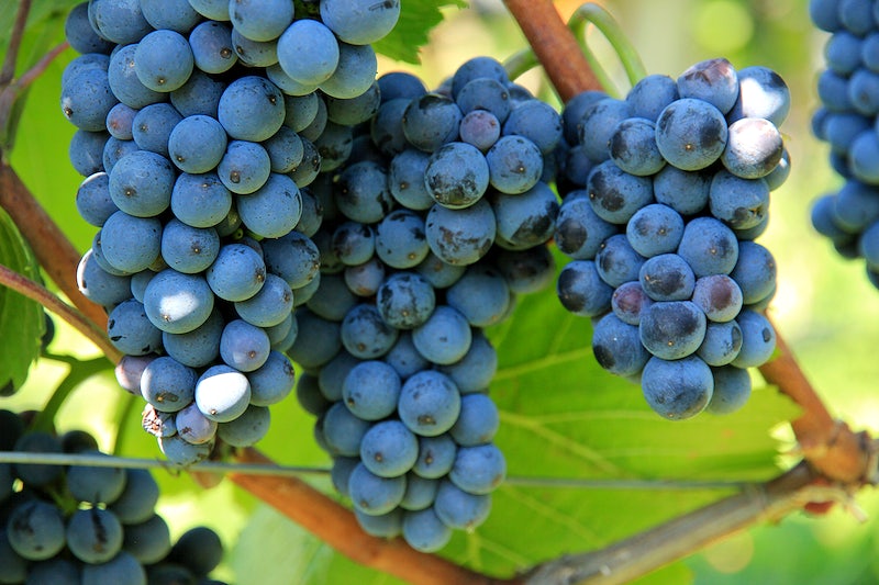 Sheridan Grape Vine - 1 Bare Root Live Plant ***PREORDER ship in April