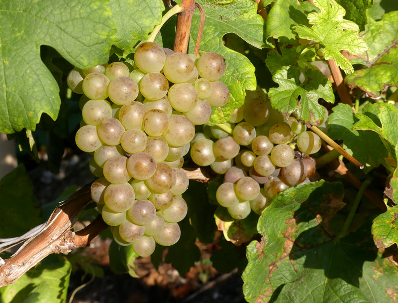 St. Pepin Grape Vine - 1 Bare Root Live Plant