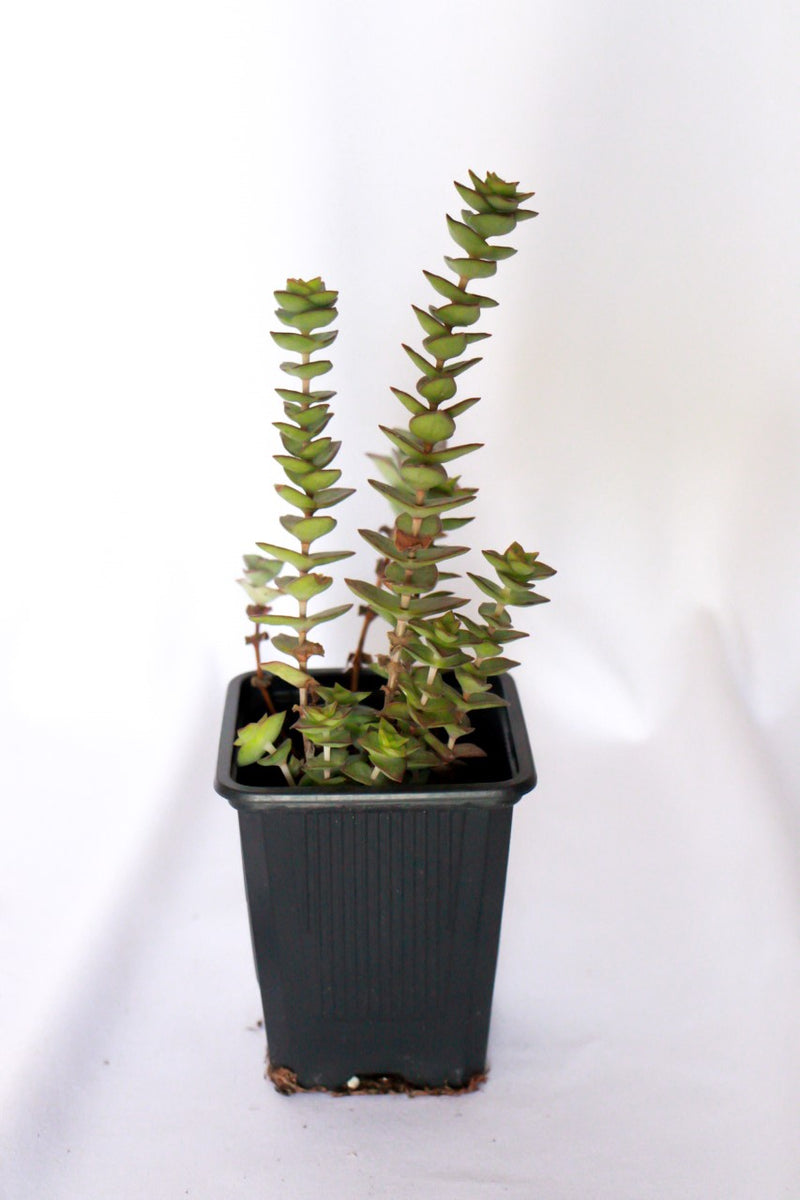 String of Buttons (Crassula Perforata)