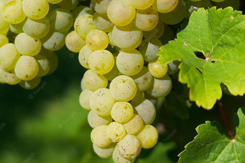 Swenson White Grape Vine - 1 Bare Root Live Plant ***PREORDER ship in April