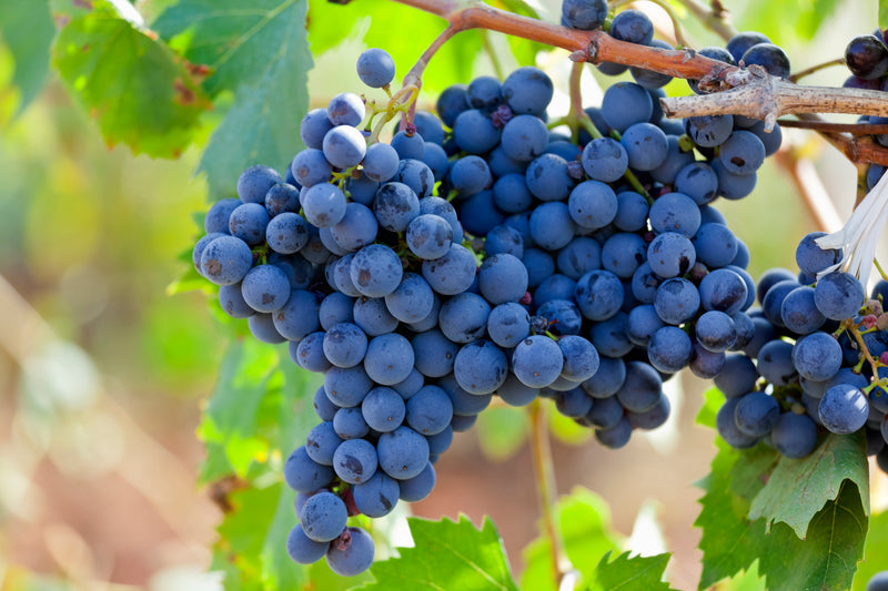 Tannat Grape Vine - 1 Bare Root Live Plant ***PREORDER ship in April