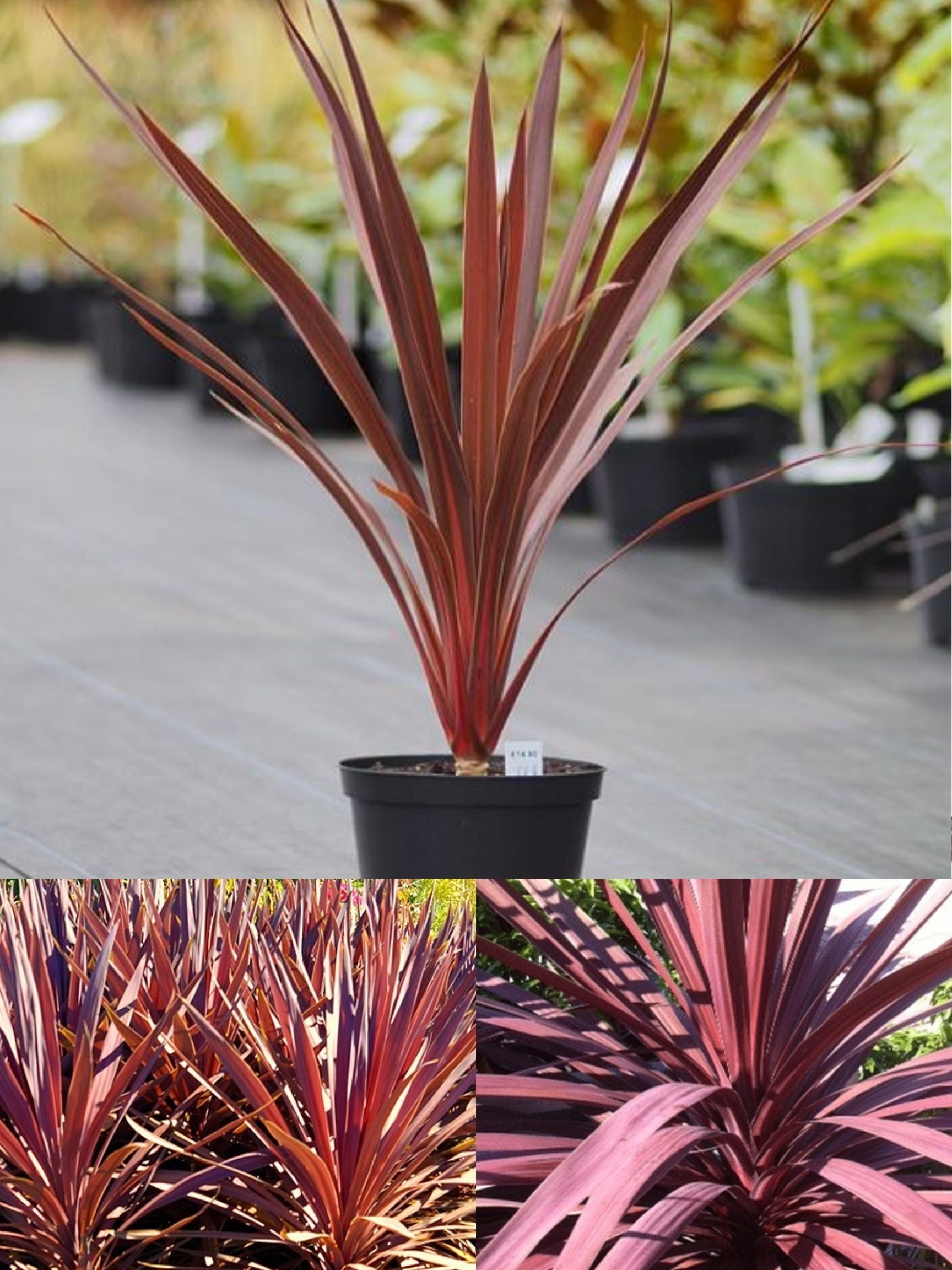 Advarsel effekt Trampe Cordyline Red Sensation – Hand Picked Nursery