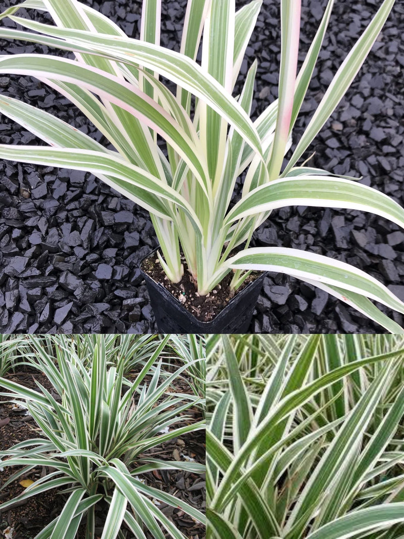 Dianella tasmancia Varigatea