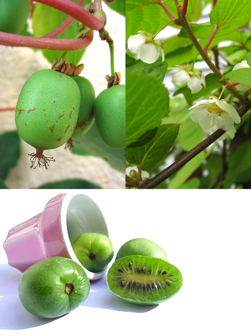 Hardy Kiwi 'Actinidia arguta Issai' ***PRE-SALE