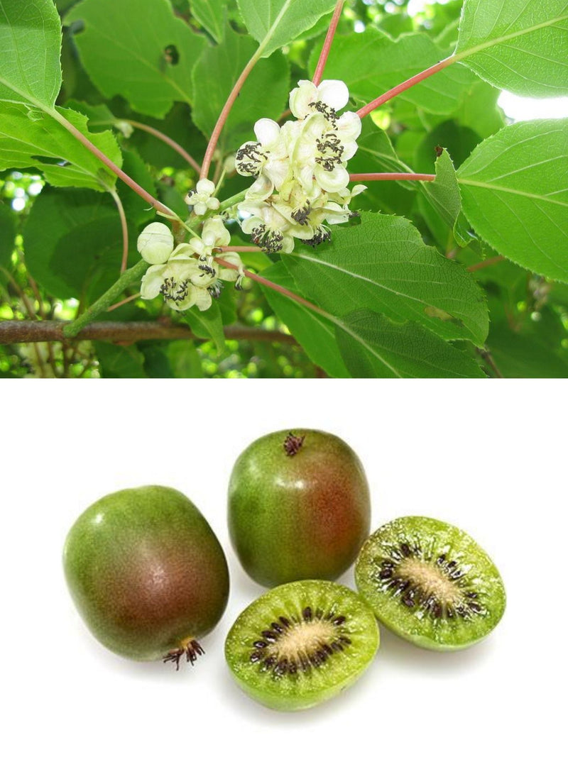 Kiwi 'Actinidia arguta Prolific' ***PRE-SALE