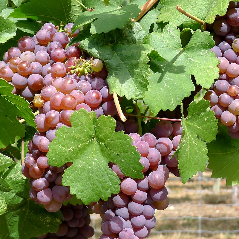 Vanessa White Seedless Grape Vine - 1 Bare Root Live Plant ***PREORDER ship in April