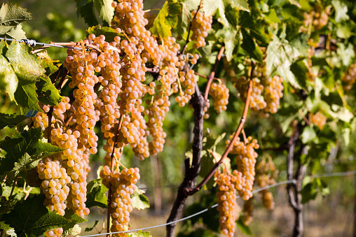 Vidal Blanc Grape Vine - 1 Bare Root Live Plant