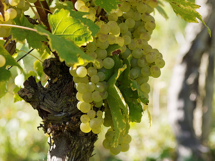Villard Blanc Grape Vine - 1 Bare Root Live Plant